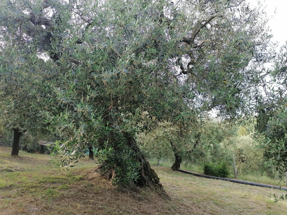 B&B Coldifiore Penna in Teverina 外观 照片