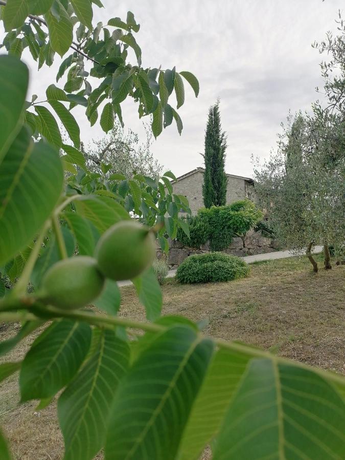 B&B Coldifiore Penna in Teverina 外观 照片